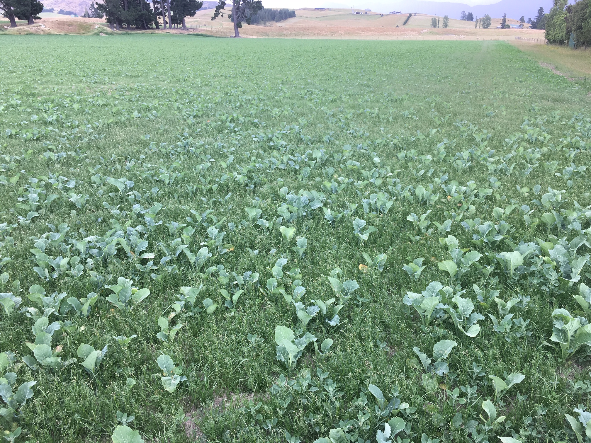 3.4 Air Seeder Tyre Roller Combo complete